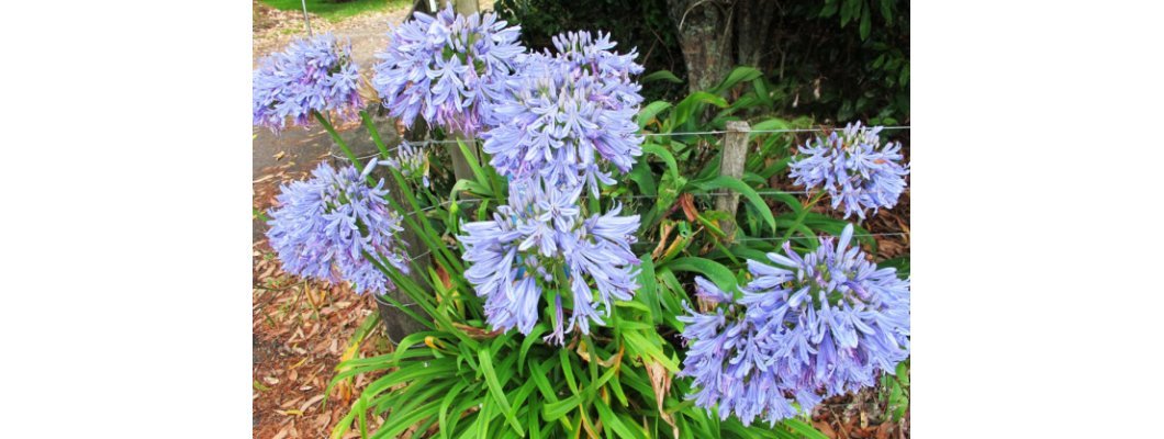AGAPANTHUS CONTROL