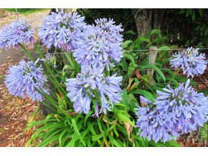AGAPANTHUS CONTROL