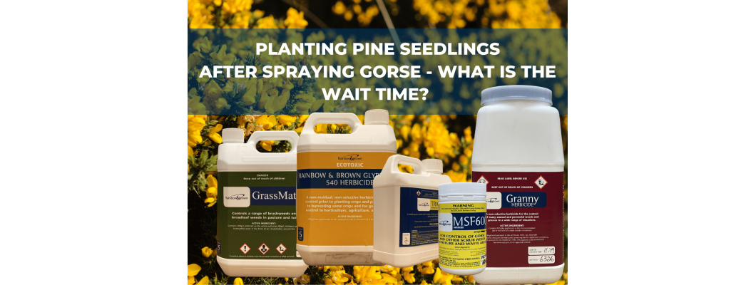 When Can I plant Pine Seedlings after spraying Gorse?