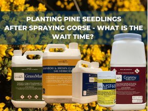 When Can I plant Pine Seedlings after spraying Gorse?