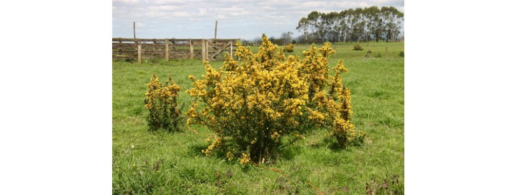 KILLING GORSE AROUND TREES AND ORNAMENTALS