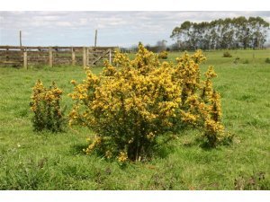KILLING GORSE AROUND TREES AND ORNAMENTALS