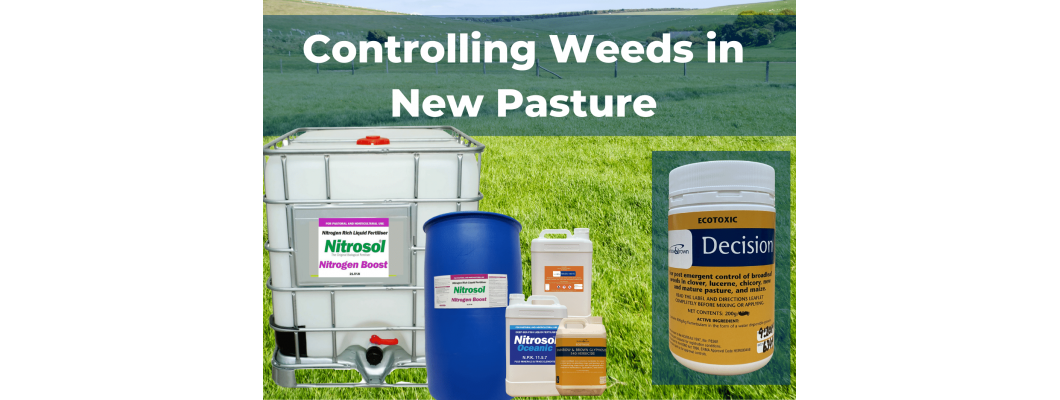 Controlling Weeds in New Pasture