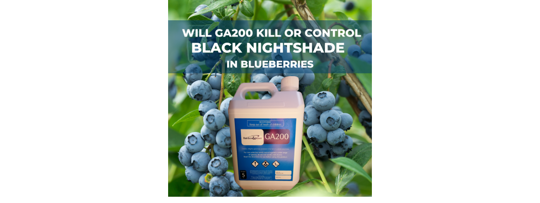 GA200 FOR BLACK NIGHTSHADE IN BLUEBERRIES