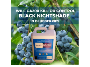 GA200 FOR BLACK NIGHTSHADE IN BLUEBERRIES