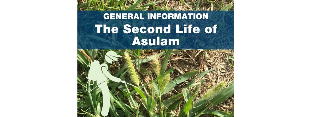 The Second Life of Asulam