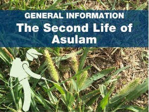 The Second Life of Asulam