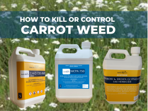 HOW TO KILL CARROT WEED