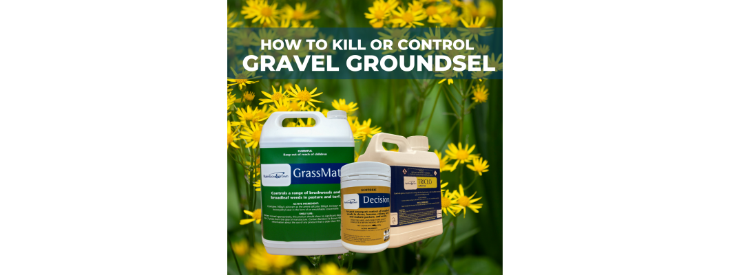GRAVEL GROUNDSEL PROBLEM?