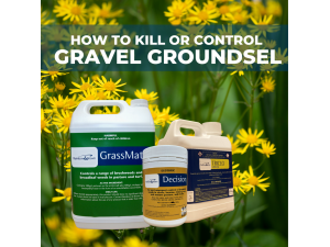 GRAVEL GROUNDSEL PROBLEM?