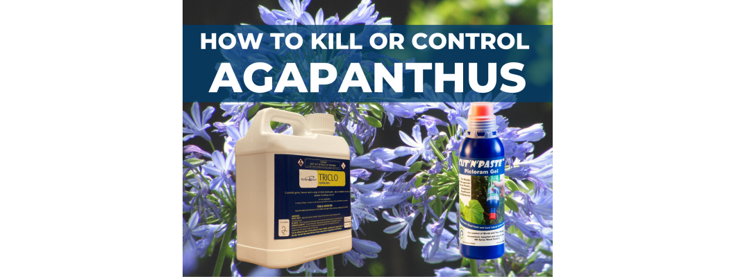How to Kill Agapanthus
