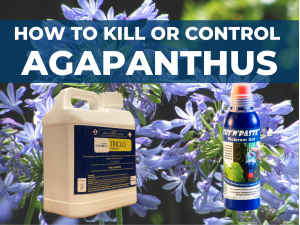 How to Kill Agapanthus