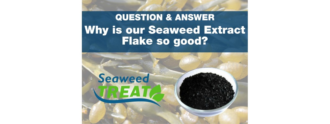 Why is Rainbow & Brown Seaweed Extract Flake so good?
