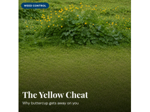 How to Control Buttercup in Pasture NZ (Without Losing Your Clover)