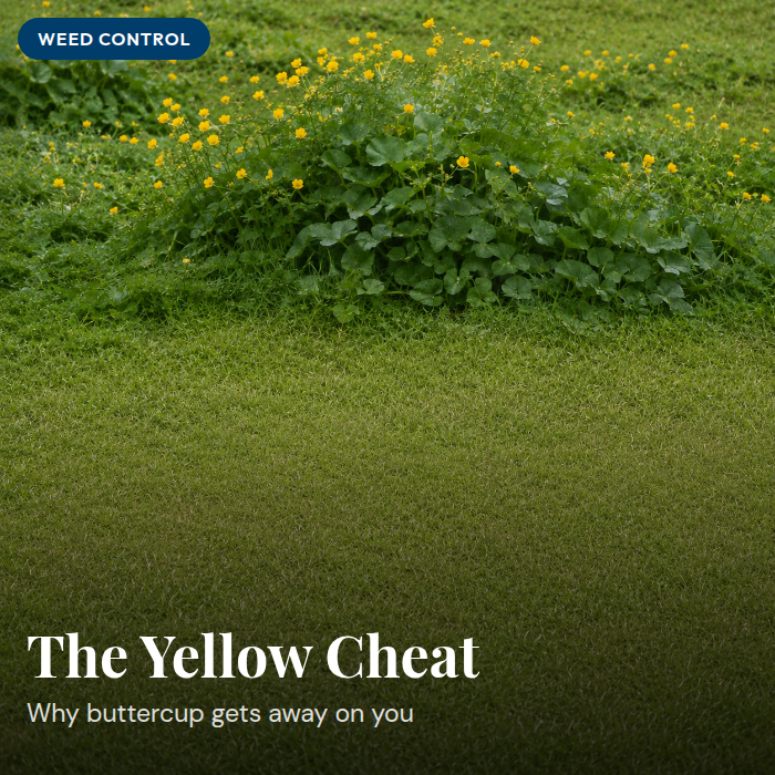 How to Control Buttercup in Pasture NZ (Without Losing Your Clover)
