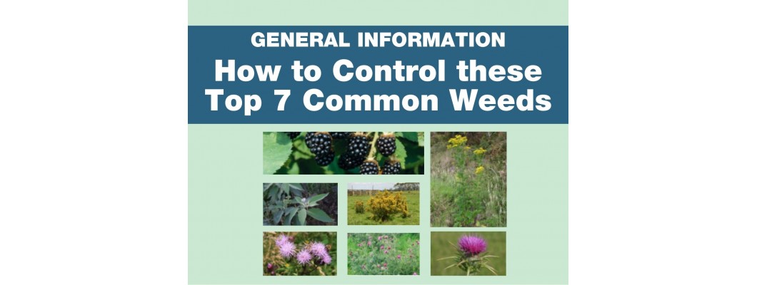 Controlling 7 Common Weeds