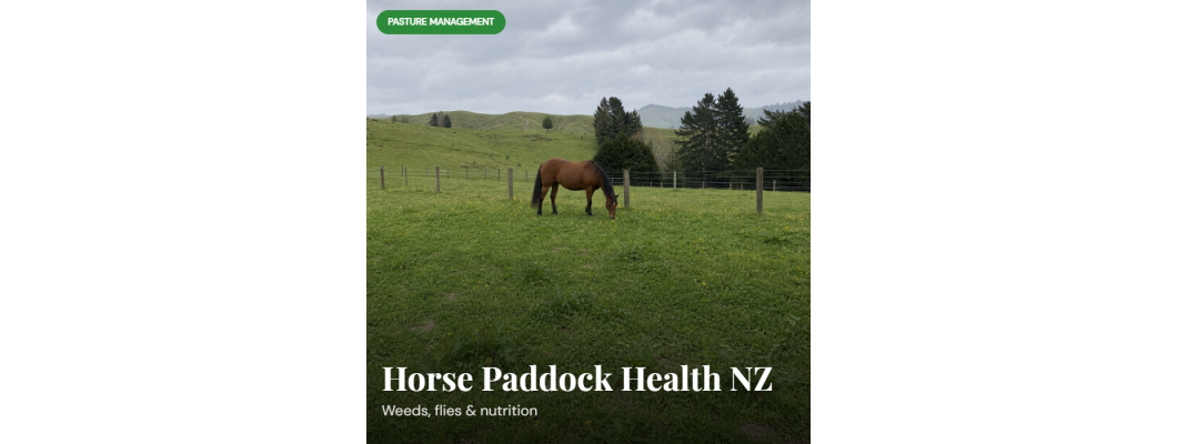 How to Keep Horse Paddocks Healthy in NZ: Weeds, Flies, and Nutrition