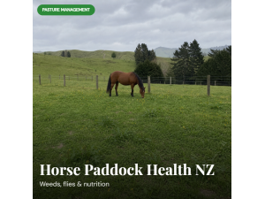 How to Keep Horse Paddocks Healthy in NZ: Weeds, Flies, and Nutrition
