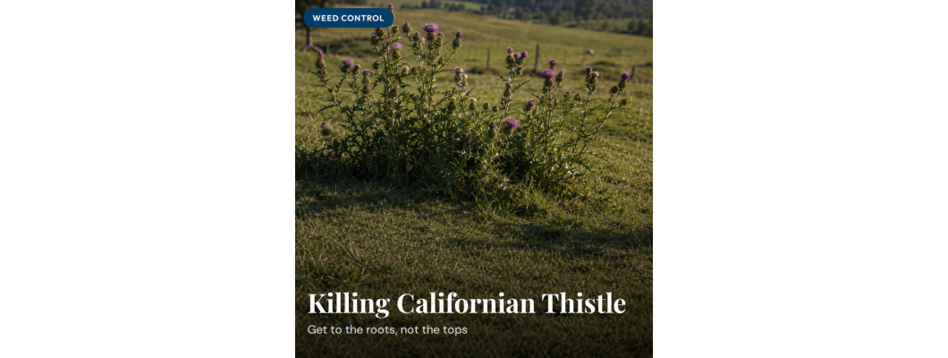 How to Kill Californian Thistle in Pasture NZ
