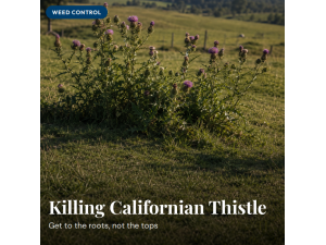 How to Kill Californian Thistle in Pasture NZ