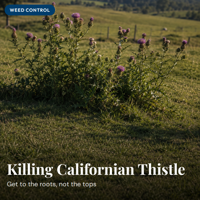 How to Kill Californian Thistle in Pasture NZ