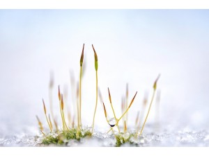 Controlling Weeds Over Winter