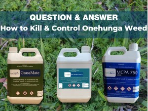 HOW TO KILL ONEHUNGA WEED