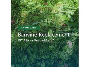 What to Use Instead of Banvine