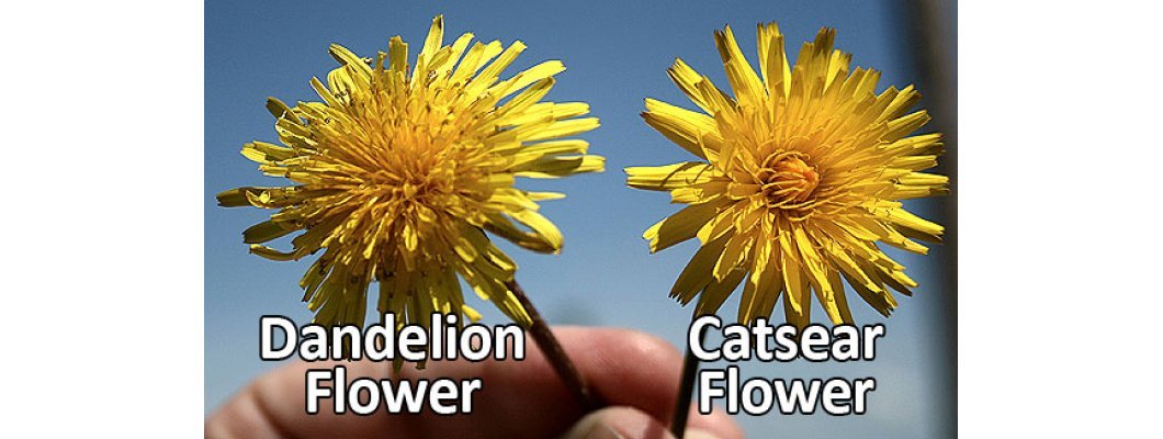 CATSEAR AND DANDELION CONTROL