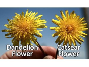 CATSEAR AND DANDELION CONTROL