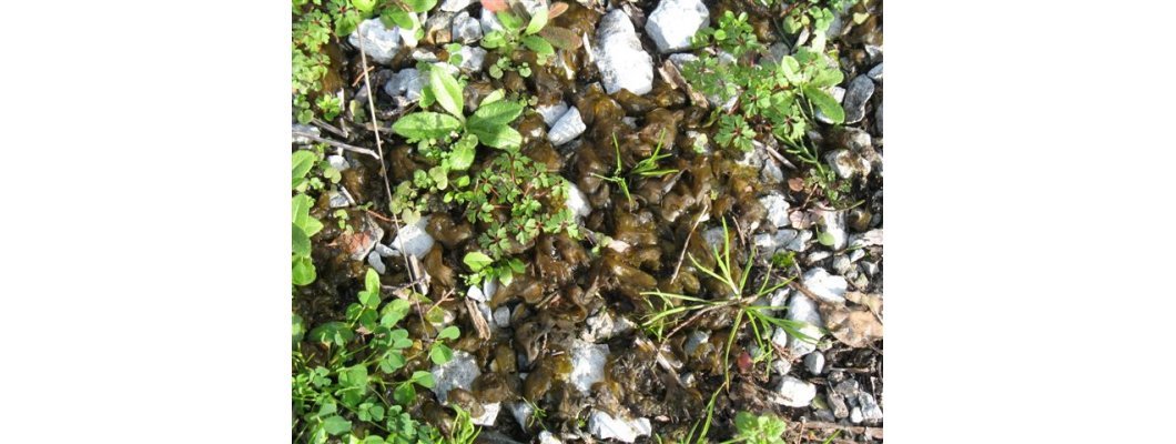 BLUE GREEN NOSTOC COMMUNE ALGAE