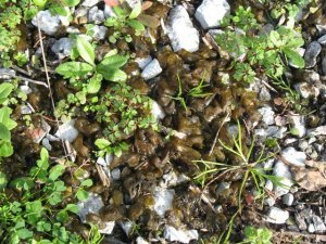 BLUE GREEN NOSTOC COMMUNE ALGAE