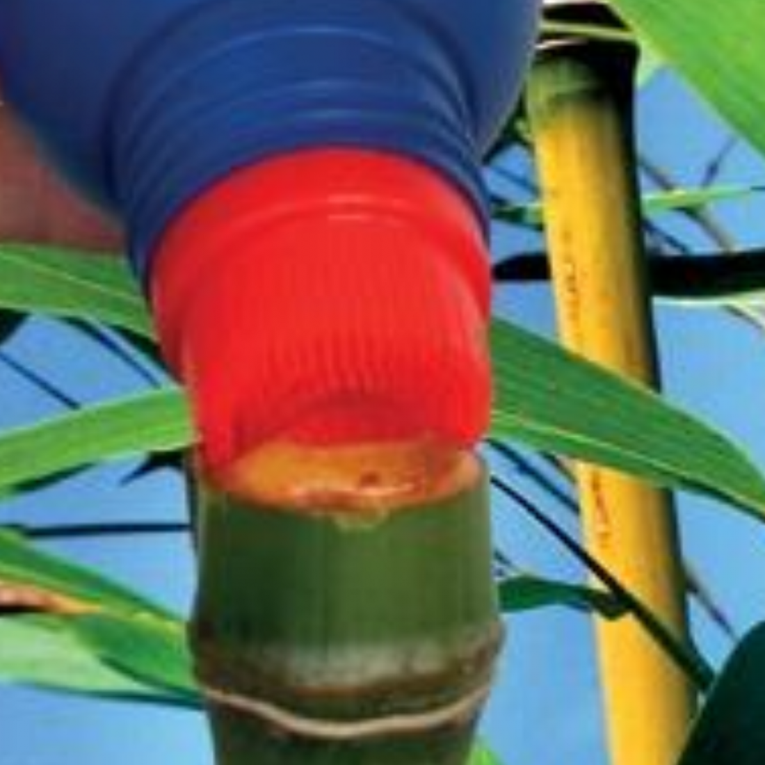 Cut'n'Paste Bamboo Buster Weedkiller Gel