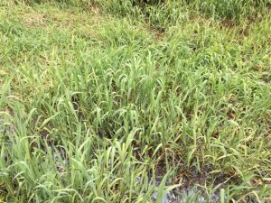 CONTROL MERCER GRASS IN A POND