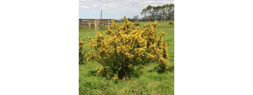 MSF600 AND GORSE CONTROL