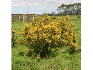 MSF600 AND GORSE CONTROL