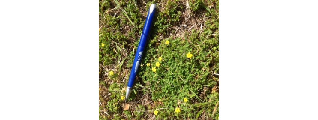 WEED IDENTIFICATION & CONTROL : OXALIS