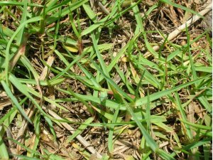 LAWN INVADER (PASPALUM)