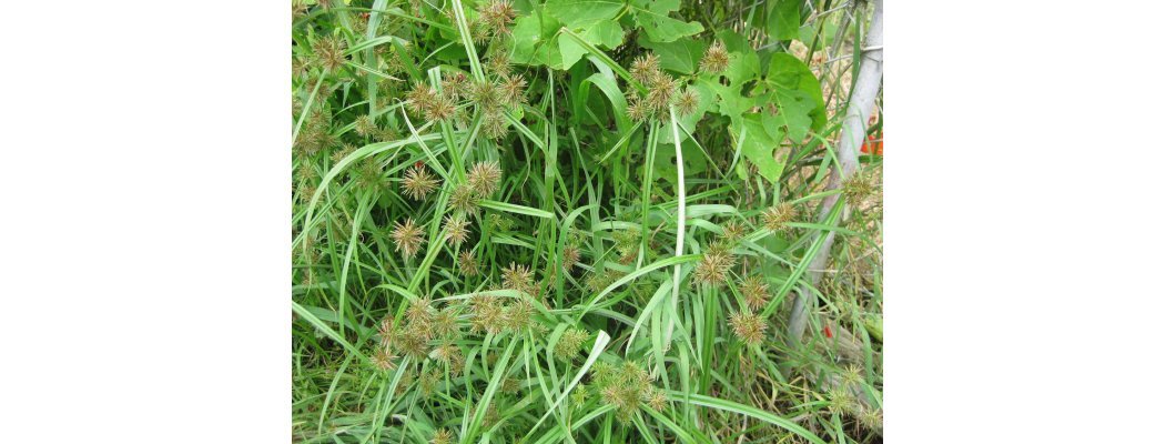 UMBRELLA SEDGE