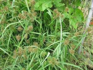UMBRELLA SEDGE