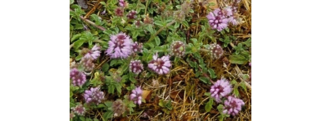 PENNYROYAL IN PASTURE