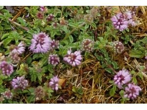 PENNYROYAL IN PASTURE