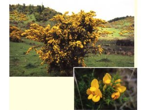 MOST COST EFFECTIVE WEED SPRAY FOR GORSE?