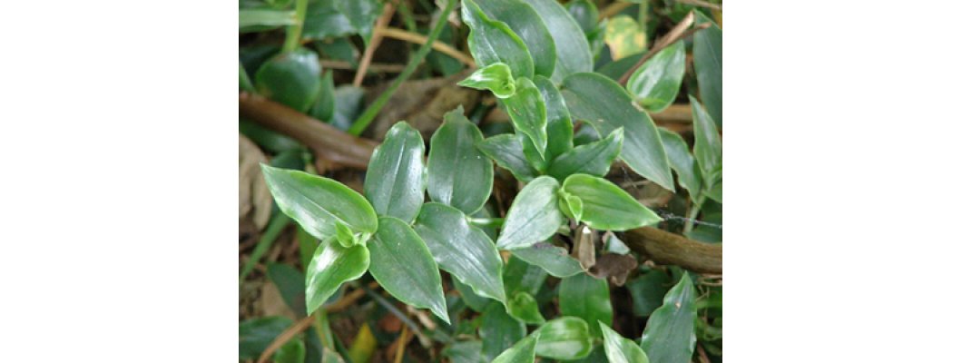 WANDERING JEW