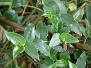 WANDERING JEW