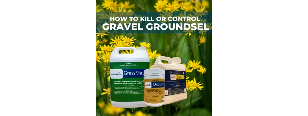 HOW TO KILL GRAVEL GROUNDSEL
