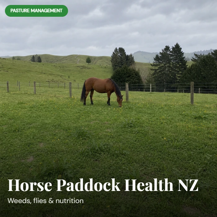 How to Keep Horse Paddocks Healthy in NZ: Weeds, Flies, and Nutrition