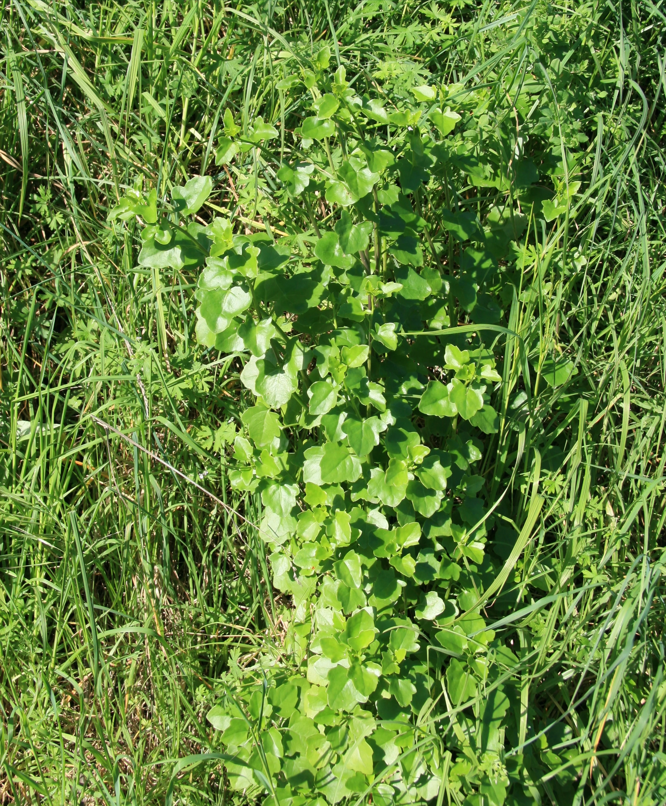 Kill and Control Cape Ivy Weed