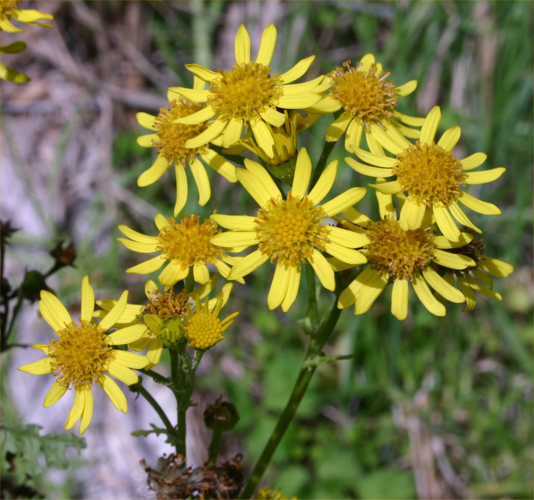 Ragwort