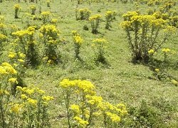 Ragwort